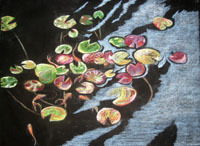 Water Lilies on Black Paper